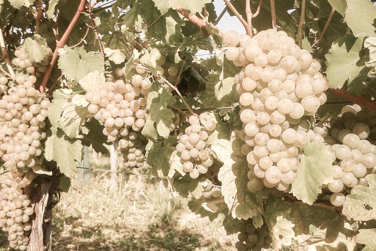 Ferienwohnung Am Weingut Eisenbock Strass  Dış mekan fotoğraf